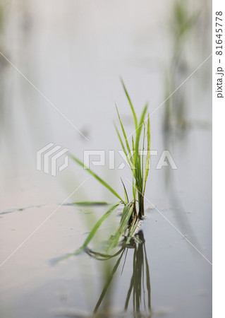 Green Head rice plant wheat on water 81645778