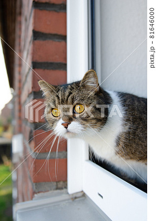 cat looking out of open window 81646000