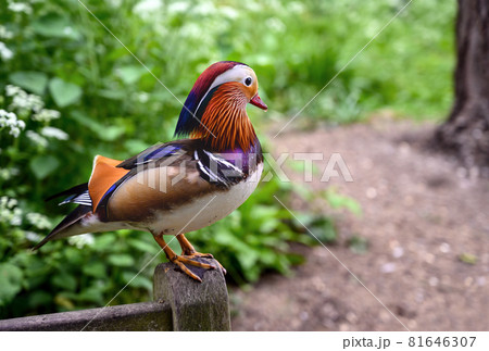 Mandarin duck in Kelsey Park, Beckenham, Greater London. The mandarin is a species of wood duck. Mandarin ducks are common in Kelsey Park, Beckenham. Mandarin duck (Aix galericulata) on a bench, UK Mandarin duck in Kelsey Park, Beckenham, Greater London. The mandarin is a species of wood duck. Mandarin ducks are common in Kelsey Park, Beckenham. Mandarin duck (Aix galericulata) on a bench, UK 81646307