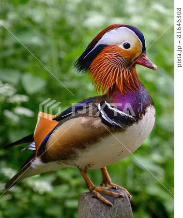 Mandarin duck in Kelsey Park, Beckenham, Greater London. The mandarin is a species of wood duck. Mandarin ducks against a green background. Close up of a standing mandarin duck (Aix galericulata), UK 81646308