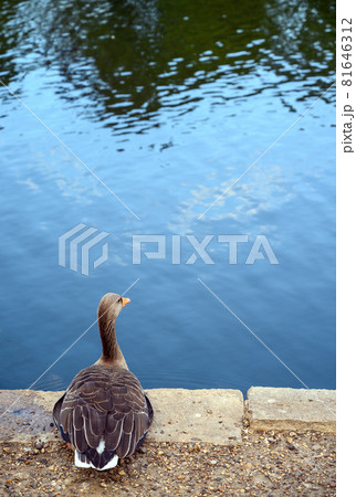 Greylag goose by a lake in Kelsey Park, Beckenham, London. The goose is looking over the water maybe thinking, contemplating or meditating. Greylag goose (Anser anser) in thought and contemplation. Greylag goose by a lake in Kelsey Park, Beckenham, London. The goose is looking over the water maybe thinking, contemplating or meditating. Greylag goose (Anser anser) in thought and contemplation. 81646312