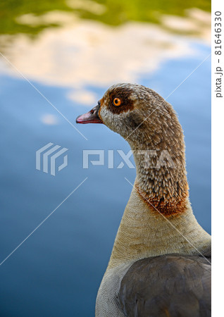 Egyptian goose in Kelsey Park, Beckenham, London. Portrait of Egyptian goose looking away across a lake. Egyptian geese are common in Kelsey Park, Beckenham. Egyptian goose (Alopochen aegyptiaca), UK Egyptian goose in Kelsey Park, Beckenham, London. Portrait of Egyptian goose looking away across a lake. Egyptian geese are common in Kelsey Park, Beckenham. Egyptian goose (Alopochen aegyptiaca), UK 81646330