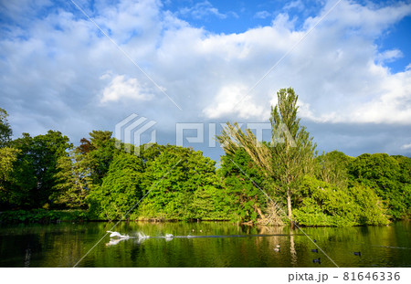 Kelsey Park, Beckenham, Greater London with blue sky and white clouds. A swan is landing on the lake in Kelsey Park, Beckenham, Kent. View of the trees and lake illuminated by the late afternoon sun. Kelsey Park, Beckenham, Greater London with blue sky and white clouds. A swan is landing on the lake in Kelsey Park, Beckenham, Kent. View of the trees and lake illuminated by the late afternoon sun. 81646336