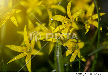 Yellow flowers grow on a flower bed in spring, beautiful light falls Yellow flowers grow on a flower bed in spring, beautiful light falls 81647708