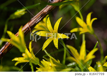 Yellow flowers grow on a flower bed in spring, beautiful light falls Yellow flowers grow on a flower bed in spring, beautiful light falls 81647709