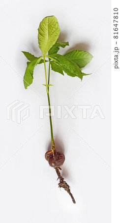 Chestnut tree sapling with roots on white background 81647810
