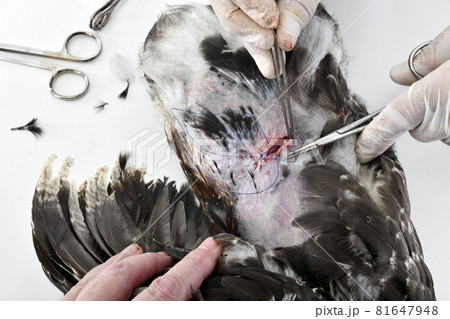 caponize the rooster caponize the rooster 81647948