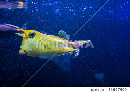 Longhorn cowfish, latin name Lactoria cornuta, also called the horned boxfish. Its primary habitat is coral reefs in lagoons, on reef flats Longhorn cowfish, latin name Lactoria cornuta, also called the horned boxfish. Its primary habitat is coral reefs in lagoons, on reef flats 81647999