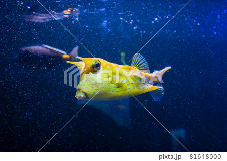 Longhorn cowfish, latin name Lactoria cornuta, also called the horned boxfish. Its primary habitat is coral reefs in lagoons, on reef flats Longhorn cowfish, latin name Lactoria cornuta, also called the horned boxfish. Its primary habitat is coral reefs in lagoons, on reef flats 81648000