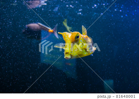 Longhorn cowfish, latin name Lactoria cornuta, also called the horned boxfish. Its primary habitat is coral reefs in lagoons, on reef flats 81648001