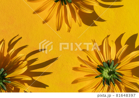 Flower arrangement on a yellow background with space for text. Top view, flat layout. Postcard. Flower arrangement on a yellow background with space for text. Top view, flat layout. Postcard. 81648397