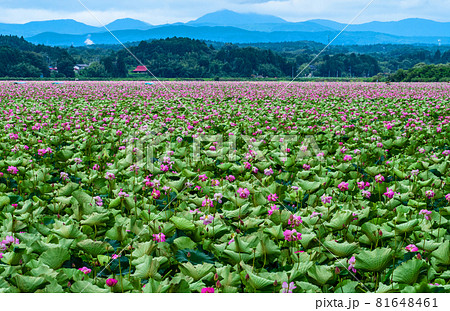 宮城県　栗原市　伊豆沼の一面に咲くハスの花 81648461