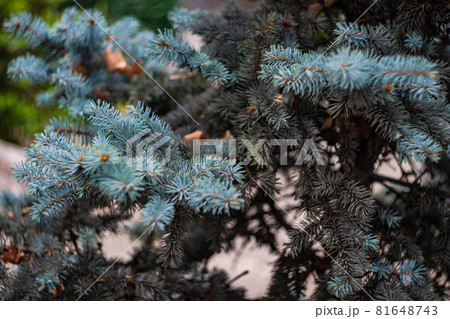 Summer natural background with fir tree Summer natural background with fir tree 81648743