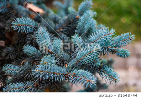 Summer natural background with fir tree Summer natural background with fir tree 81648744