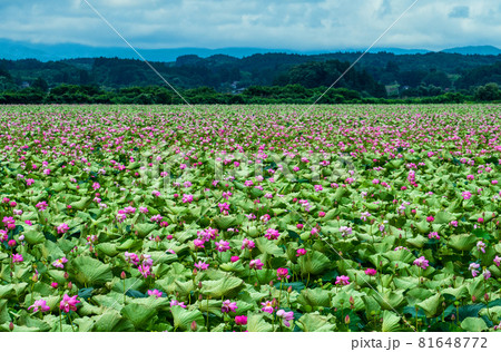 宮城県 栗原市 伊豆沼の一面に咲くハスの花 宮城県 栗原市 伊豆沼の一面に咲くハスの花 81648772