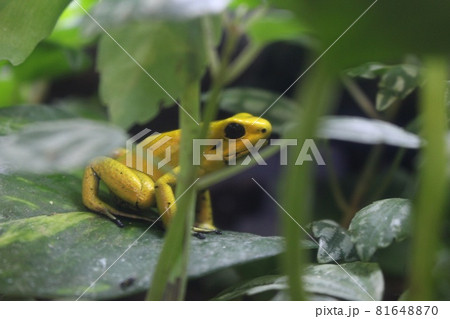 草むらにひっそり佇む黄色いカエル 81648870