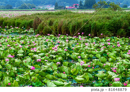 宮城県 栗原市 伊豆沼の一面に咲くハスの花 宮城県 栗原市 伊豆沼の一面に咲くハスの花 81648879