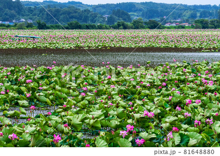 宮城県 栗原市 伊豆沼の一面に咲くハスの花 宮城県 栗原市 伊豆沼の一面に咲くハスの花 81648880
