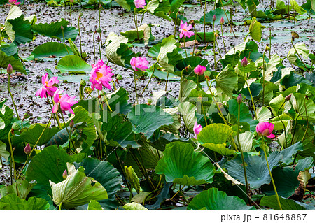 宮城県　栗原市　伊豆沼のハスの花 81648887