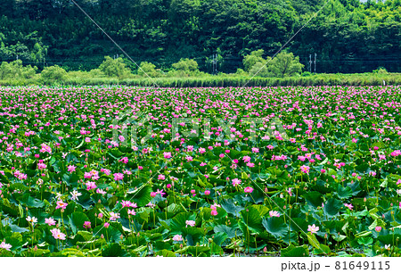 宮城県　栗原市　伊豆沼の一面に咲くハスの花 81649115
