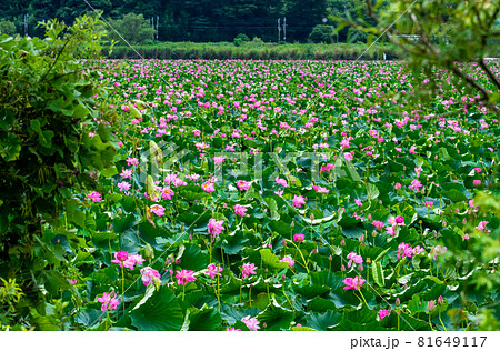 宮城県 栗原市 伊豆沼の一面に咲くハスの花 宮城県 栗原市 伊豆沼の一面に咲くハスの花 81649117