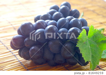 ナガノパープル ナガノパープル 81649259