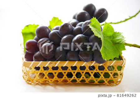 ナガノパープル ナガノパープル 81649262