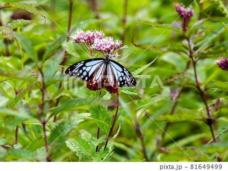 蔵王中央高原 ヨツバヒヨドリを吸蜜するアサギマダラ 蔵王中央高原 ヨツバヒヨドリを吸蜜するアサギマダラ 81649499