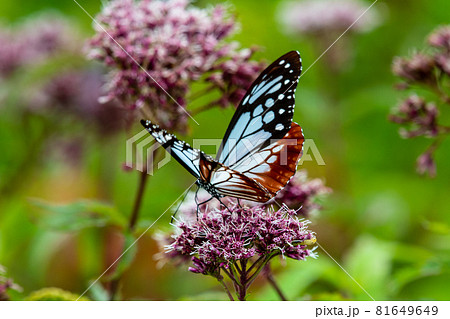 蔵王中央高原　ヨツバヒヨドリを吸蜜するアサギマダラ 81649649