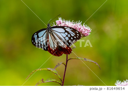 蔵王中央高原　ヨツバヒヨドリを吸蜜するアサギマダラ 81649654