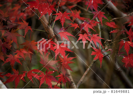 紅葉した楓の葉のクローズアップ写真 紅葉した楓の葉のクローズアップ写真 81649881