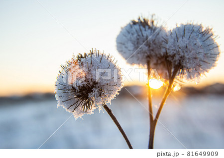 Frost and snow covered thistles in a wild field in winter Frost and snow covered thistles in a wild field in winter 81649909