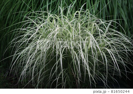グラス カレックスの若葉 グラス カレックスの若葉 81650244