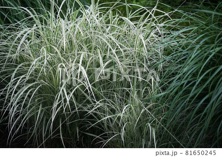 グラス カレックスの若葉 グラス カレックスの若葉 81650245