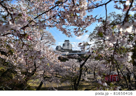日本の兵庫県の姫路市 世界遺産で国宝でもある姫路城 春の桜と青空と立派な天守閣 日本の兵庫県の姫路市 世界遺産で国宝でもある姫路城 春の桜と青空と立派な天守閣 81650416