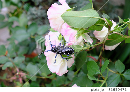 薔薇の上にいるカミキリムシ 薔薇の上にいるカミキリムシ 81650471