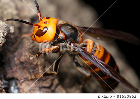 眠るオオスズメバチ 眠るオオスズメバチ 81650862