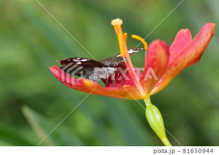 ヒオウギとダイミョウセセリ 81650944