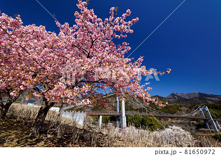 秦野・戸川公園の河津桜と風の吊橋 81650972