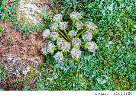 中国青海省　黄河源流の砂礫地に咲くコルテイエラ属 81651800