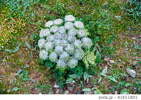 中国青海省 黄河源流の砂礫地に咲くコルテイエラ属 中国青海省 黄河源流の砂礫地に咲くコルテイエラ属 81651801