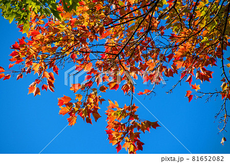 城峯公園 モミジ 秋の風景 紅葉の季節 の写真素材 8165