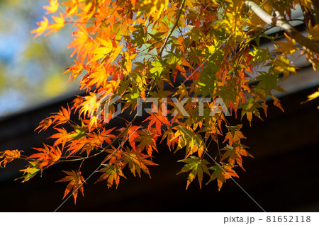 秋模様の写真素材 [81652118] - PIXTA