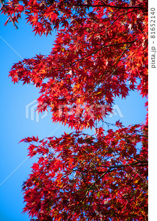 城峯公園　モミジ　秋の風景　紅葉の季節　　 81652140