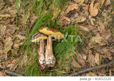 きのこ狩り ヤマドリタケモドキ きのこ狩り ヤマドリタケモドキ 81652220