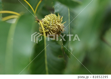 まだ青い、クヌギのドングリ 81652295