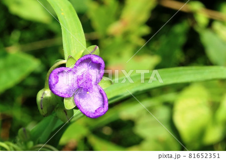 あまりの暑さに花弁が丸まったムラサキツユクサ(紫露草) あまりの暑さに花弁が丸まったムラサキツユクサ(紫露草) 81652351