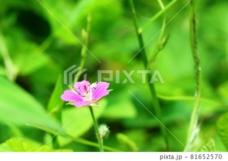 雌しべが伸びて来たベニバナゲンノショウコ（紅花現の証拠）  81652570