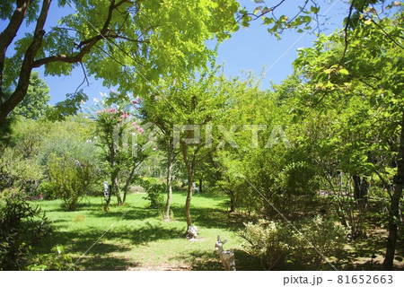北山緑化植物園の風景（兵庫県西宮市） 81652663