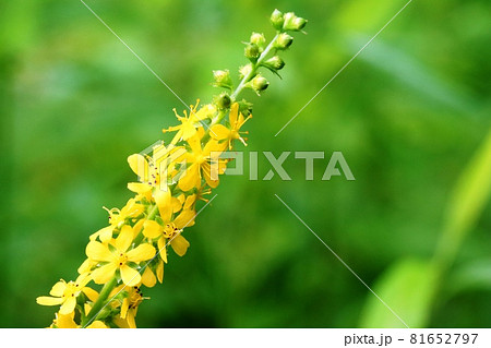 秋が近づき花数が増えてきたキンミズヒキ（金水引） 81652797